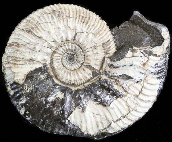 Wide Kosmoceras Ammonite - England #42636